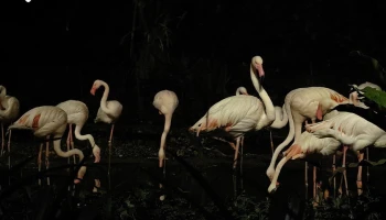 HUAWEI P60 Pro กับเทคโนโลยี Ultra Lighting Telephoto Camera สำหรับการถ่ายภาพกลางคืน เสริมสไลต์ด้วย XMAGE