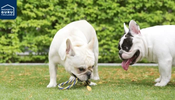 คอนโดที่ตอบโจทย์กระแสเลี้ยงสัตว์คลายเหงาช่วง Work From Home