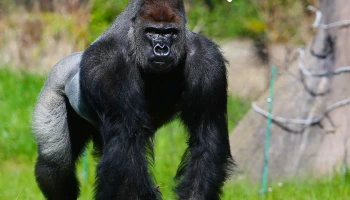 สุดแกร่ง! Samsung Galaxy S23 Series จะเป็นสมาร์ทโฟนรุ่นแรกที่ใช้กระจก Corning Gorilla Glass Victus 2