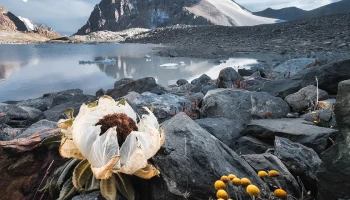 HONOR Magic Moments Awards 2023 เฟ้นหาสุดยอดช่างภาพสมาร์ทโฟน ชิงเงินสดมูลค่า $15,000 หรือประมาณ 450,000 บาท!!!