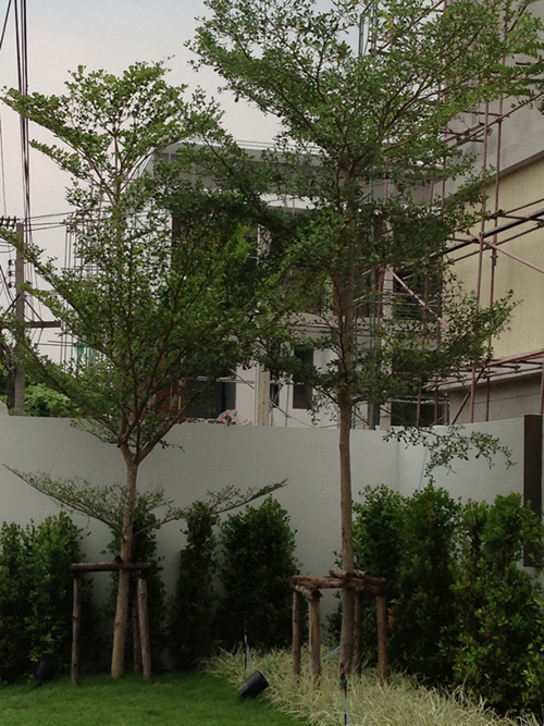 รูปภาพ ออทัม เรสซิเด้นซ์ (Autumn Residence)