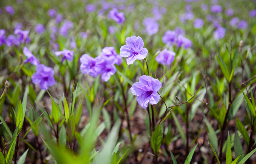 รูปภาพ ลัดดารมย์ บางนา (Laddarom Bangna)