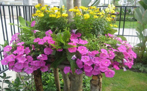 รูปภาพ พฤกษ์ลดา ปิ่นเกล้า สาย 5 (Pruklada Pinklao Sai 5)