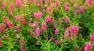 รูปภาพ พฤกษ์ลดา บางพลี (Pruklada Bangplee)