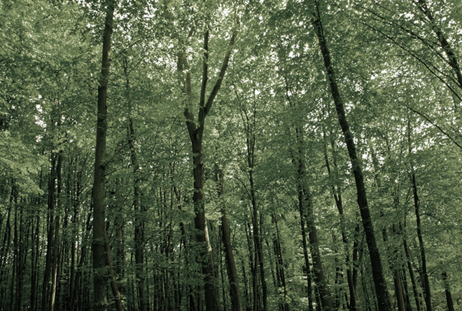 รูปภาพ ชิเซน พัฒนาการ 32 (Shizen Phatthanakan)