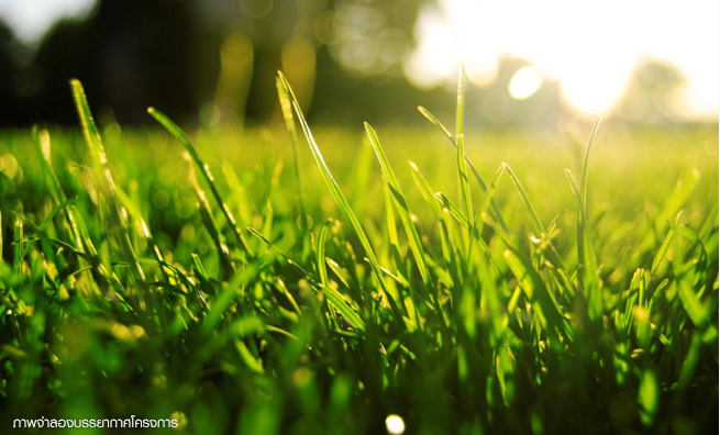 รูปภาพ ดีญ่า วาเลย์ ศรีราชา (Diya Valley Sriracha)