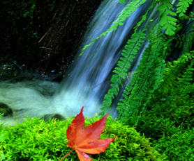 รูปภาพ ภูผาธารา เขาใหญ่ (Phuphatara Khaoyai)