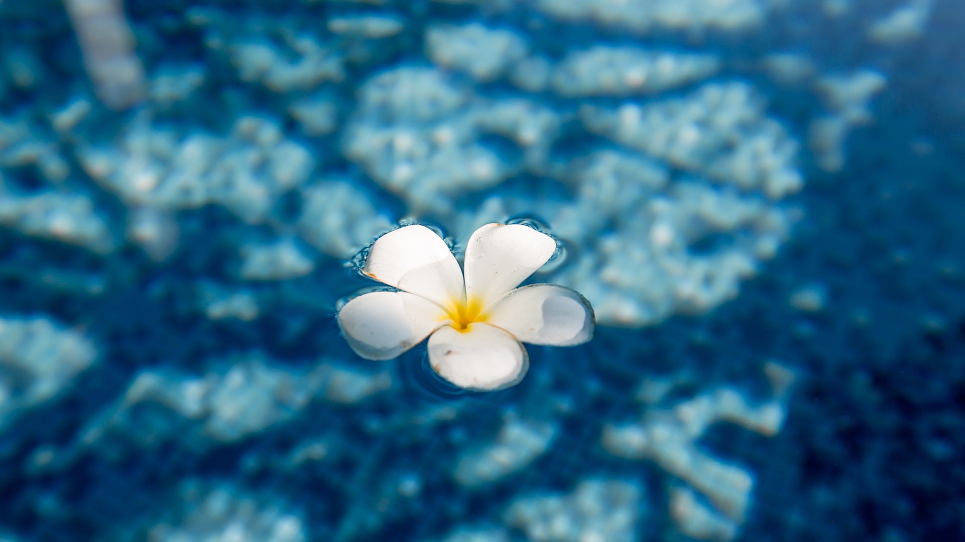 รูปภาพ วิลลาจจิโอ ประชาอุทิศ 90 (Villaggio Prachauthit 90)