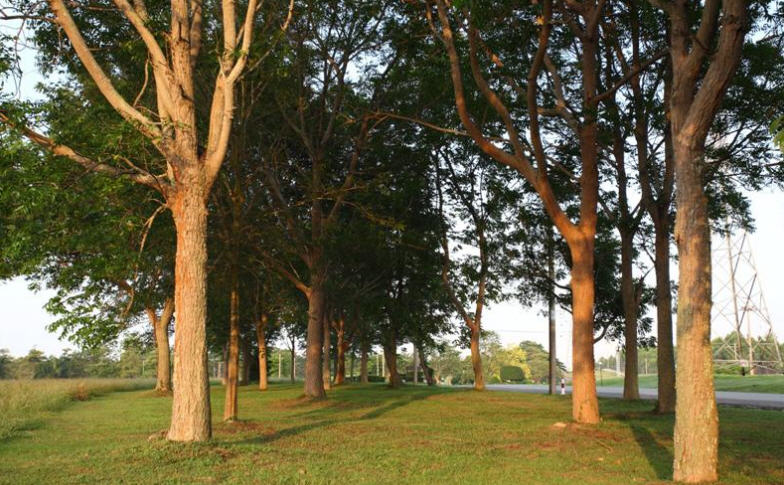 รูปภาพ พัทยาคันทรี่คลับ โฮม แอนด์ เรสซิเด้นซ์ (Pattaya Country Club Home & Residence)